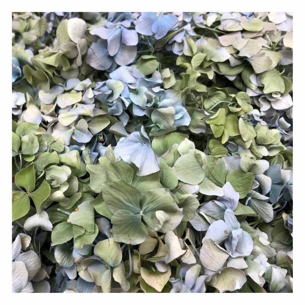 Hydrangea & Blends